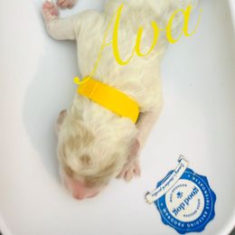 Ava - Parti female Poodle puppy in Mobile, Alabama from Semmy’s Standard Poodle LLC