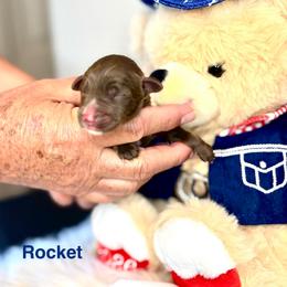 Rocket - Chocolate male Australian Labradoodle puppy in Ponchatoula, Louisiana from Cajun Land Doodles