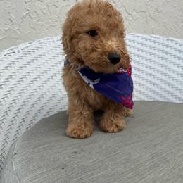 Zuko - Apricot male Goldendoodle puppy in Davie, Florida from Daviegoldendoodles