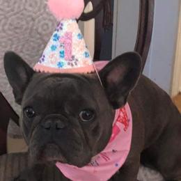 French Bulldog Puppies from Fancy Face Frenchies