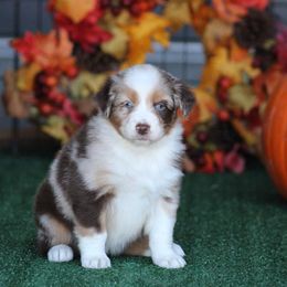 Nutmeg - Red merle female Australian Shepherd puppy in Circleville, Utah from Canyon Creek Aussies