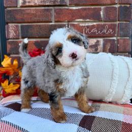 Merida - Blue merle female Bernedoodle puppy in Owasso, Oklahoma from Kallams Bernedoodles & Bernese Mountain Dogs