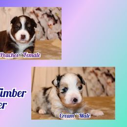 Miniature Australian Shepherd and Toy Australian Shepherd Puppies from Litton's Aussies