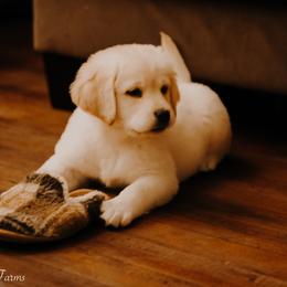 Labrador Retriever Puppies from Landon J Farms Labrador Retrievers