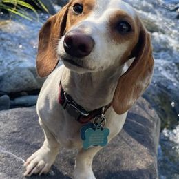 Dachshunds from Royalty Weenies