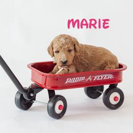 Marie - Red  female Poodle puppy in Williamsburg, Ohio from Iaroli’s  Small Standard Poodles