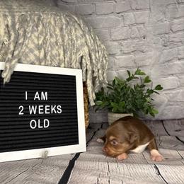 Princess Ariel - Red tri female Miniature Australian Shepherd puppy in Peoria, Arizona from B My Sunshines Mini Aussies