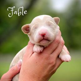 Fable - Apricot male Goldendoodle puppy in Cleveland, Tennessee from Edgewater Doodles & Designer Pups