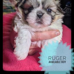 Ruger - Tricolor male Shih Tzu puppy in Orient, Ohio from Forever Friends Shih-Tzu