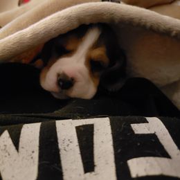 Beagle Puppies from Wilderness Beagles