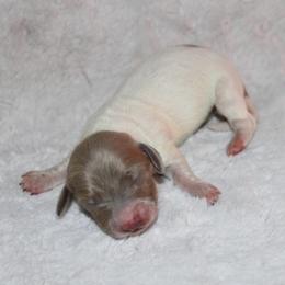 Boy 1 - Fawn (Isabella) male Dachshund puppy in Paris, Texas from Kuttin’ Up Mini Aussies