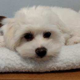 Coton de Tulear Puppies from Coton Country