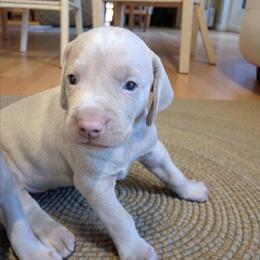 Sterling - Silver gray male Weimaraner puppy in Rancho Cucamonga, California from Freehart's Weimaraners