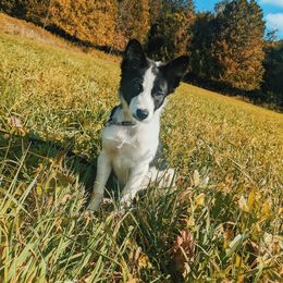 Border Collie Puppies from Shooting Star Border Collies
