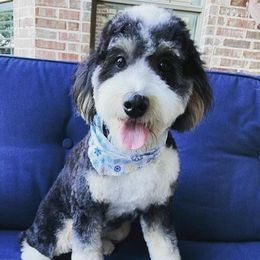 Parker - Bernedoodle