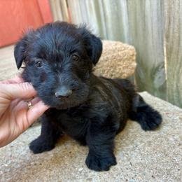 Tulip - Brindle female Scottish Terrier puppy in Chattanooga, Oklahoma from Lottie Dottie Scottie’s and Papillons