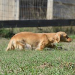 Butter - Dachshund