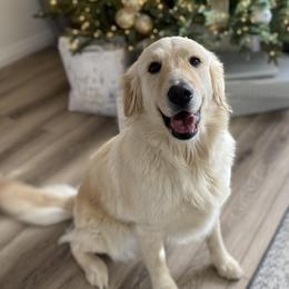 Luna - Golden Retriever