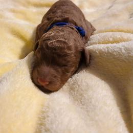 Blue - Apricot male Poodle puppy in Big Rapids, Michigan from Meeker's Ridge Standard Poodles