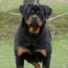 OLIVE DARK FORCE (PREGNANT) - Black and mahogany female Rottweiler puppy in Denver, Colorado from DR