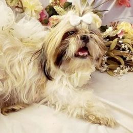 Shih Tzus from Leia Queen Kennel