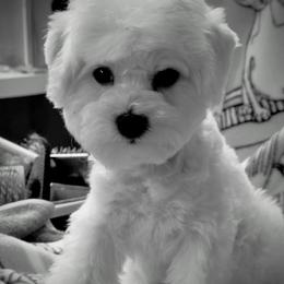 Silver-gray male - White male Bichon Frise puppy in Apple River, Illinois from Barb's Bichons Bichonfrise.ws
