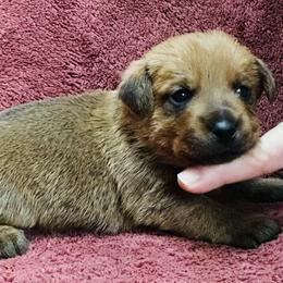 Black Collar Male - Red wheaten male Norfolk Terrier puppy in Bristol, Tennessee from Holston Hollow Farm