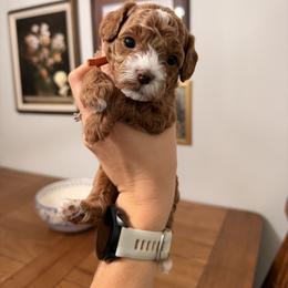 Baylee Male Red Collar - Red male Cavapoo puppy in Pleasant Grove, Utah from Destination Doodles