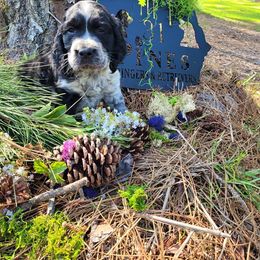 English Springer Spaniel Puppies from 31 Pines Springers & Retrievers