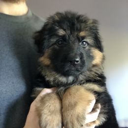German Shepherd Puppies from Chattanooga Tn German Shepherds