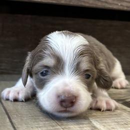 Clover - Piebald male Dachshund puppy in Dobson, North Carolina from Oakleys Dachshund Haven