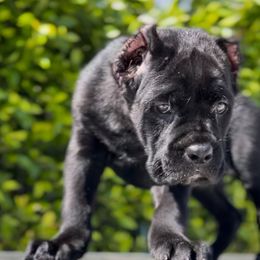 Cane Corso Puppies from Donato Kennels