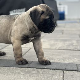 Bullmastiff and French Bulldog Puppies from Big Bully Nation