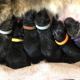 2nd Pick male - Black male German Shepherd puppy in Elkmont, Alabama from Oakmont Shepherds