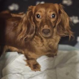 Ruby - Dachshund