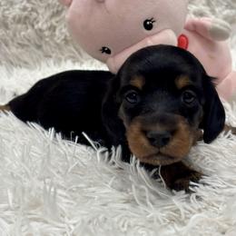 Girl 2 purple collar - Black and tan female Dachshund puppy in Chicago, Illinois from RGZ Doxies