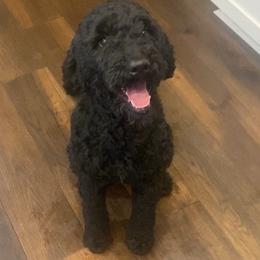 Emmaline - Sheepadoodle
