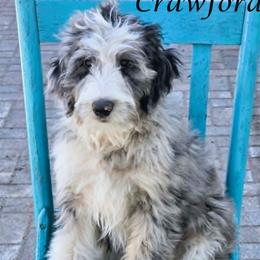 Crawford - Blue merle male Aussiedoodle puppy in Lancaster, Minnesota from Wilson Cattle Co.