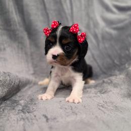 Molly - Tri-color female Cavalier King Charles Spaniel puppy in Romeoville, Illinois from KonopkaKennelsLLC
