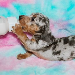 Blue Tan Dapple - Dapple female Dachshund puppy in Coldwater, Mississippi from Mississippi Shorties Miniature Dachshunds