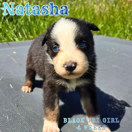 Natasha - Black tri-color female Australian Shepherd puppy in Abilene, Texas from S&K Aussies N' Rotties
