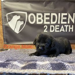 Boy 1 - Black Labrador Retriever puppy in Denham Springs, Louisiana from Obedience 2 Death