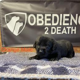 Boy 1 - Black Labrador Retriever puppy in Denham Springs, Louisiana from Obedience 2 Death
