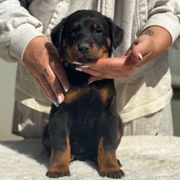 Light Blue Collar - Boy - Black and tan Beauceron puppy in Bakersfield, California from Von Zirbes Hundehutte