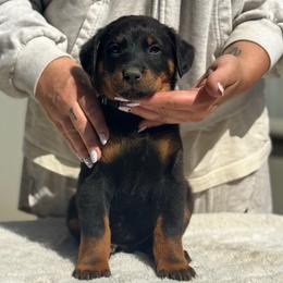 Light Blue Collar - Boy - Black and tan Beauceron puppy in Bakersfield, California from Von Zirbes Hundehutte