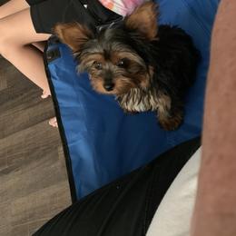 Yorkshire Terrier Puppies from Missy Lu Lap Puppies