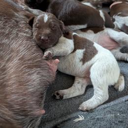 German Shorthaired Pointer Puppies from SAND CREEK Shorthairs