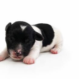 Teal - Black female Australian Labradoodle puppy in Springfield, Ohio from Dawson & Daryn's Royal Companions