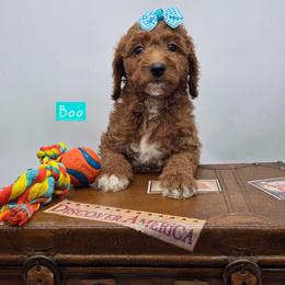 Boo - Red  female Goldendoodle puppy in Neillsville, Wisconsin from Granton Creek