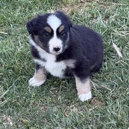 Deets - Black tri male Miniature Australian Shepherd puppy in Hillsville, Virginia from Lottie's Mini Aussies